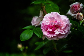 Rosen im Garten, Hintergrund