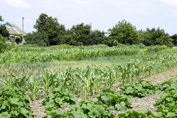 Fototapeta na wymiar Vegetable garden with zucchini and corn. Vegetable beds in the garden. Weed beds