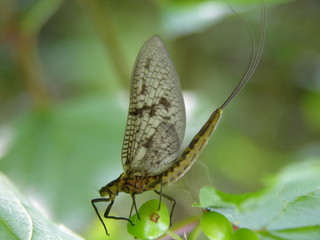 Fototapeta na wymiar Mayfly insect