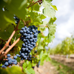 France > Paysage > Campagne > Vigne