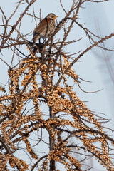 Fieldfare bird on a branch close up, Turdus pilaris. Ukraine. Hunting bird. Ukraine. 2018