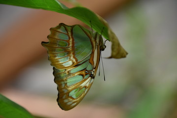 Fototapeta na wymiar the green butterfly