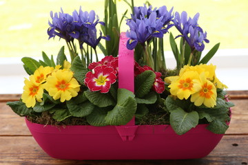 Garden Trug planted with Spring flowering Plants 