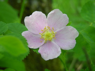 An Alberta Rose wildflower