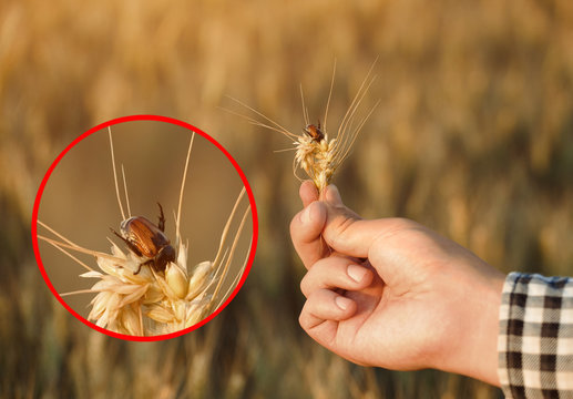 Infection of wheat with Anisoplia austriaca  beetle. The farmer is holding a wheat ear with a beetle in his hand.