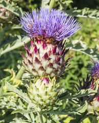 Thistle Flower at Battery Park Manhattan, New York, NY, USA