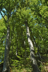 Fototapeta premium La foresta del Casentino al Santuario della Verna - Arezzo