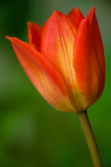 red tulip isolated on a green background