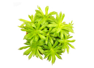 Succulent plant Haworthia cooperi