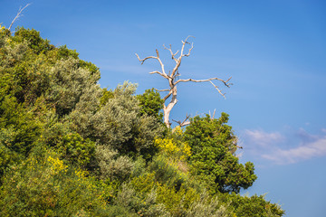 Withered tree on a green hill in Budva, Montenegro