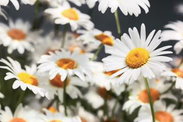 Flowering.  Blooming chamomile field, Chamomile flowers.