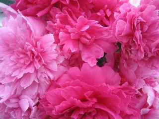 Fototapeta premium Peony