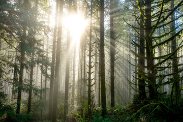 Fototapeta na wymiar Sun Through Trees in Natural Oregon Landscape