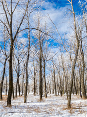 Hoar-frost covered trees in winter