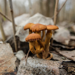 mushrooms in dry foliage. Early spring.