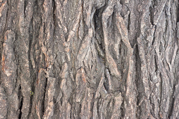 The bark of the old tree as a background