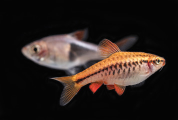 Obraz premium Aquarium fish