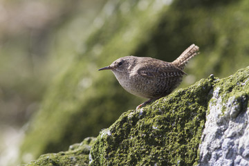 Winter wren sitting on a rock on the seaside slope of Copper Island on a summer day