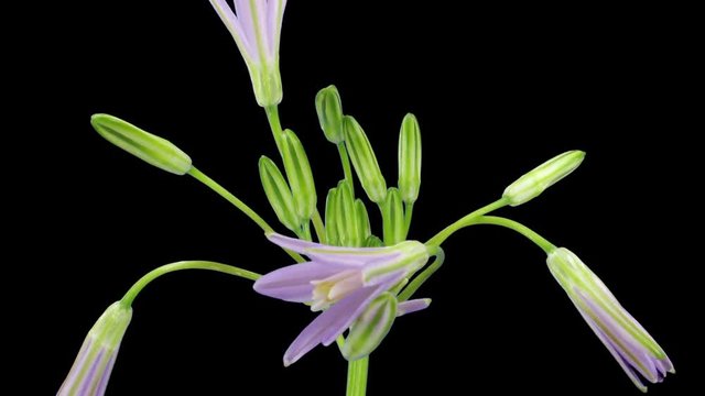 Time-lapse of growing and blooming Brodiaea (other names: Brodea, Cluster-Lily, Triteleia) flower 1x3 in RGB + ALPHA matte format isolated on black background
