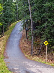 A paved trail in the forest 