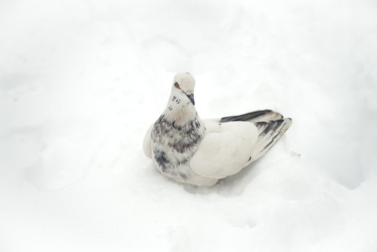 Pigeon on snow close-up.