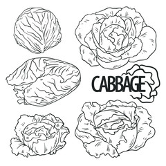 Vector cabbage in line art style. Isolated on white background. Can be used for coloring books.