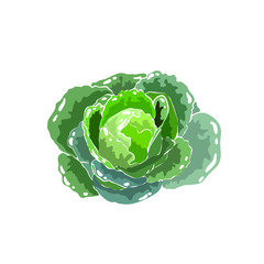 Vector green cabbage isolated on white background.