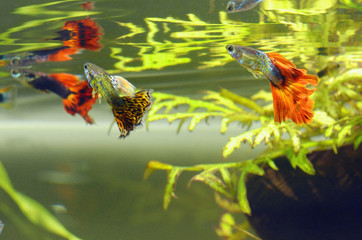 Guppies (poecilia reticulata) male, female floating in the water.