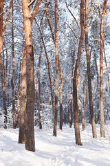 Pine trunks in the winter forest