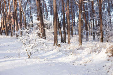 Snow bush in the winter forest