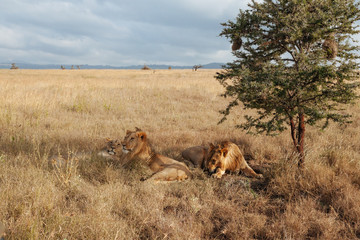 Lion in Nature , Africa 