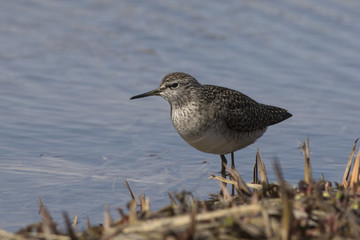 Wood sandpiperstanding on the bank of the river near the shoal on a spring sunny afternoon