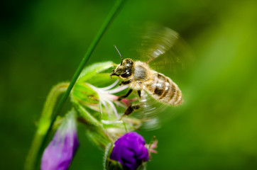 Bine auf Blüte