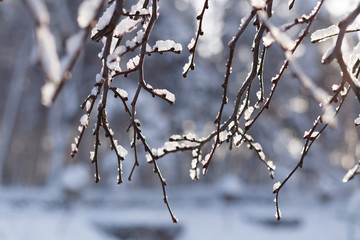 Tree branches frozen in the ice