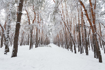 Winter in the pine forest