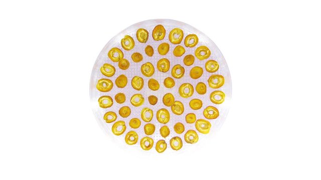 Time-lapse of drying apricot 2x3 in UHD 4K format, top view
