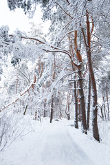 Winter in the pine forest