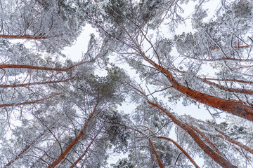 Winter pine trees in snow