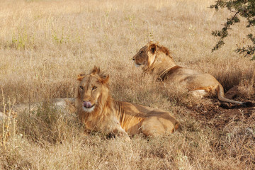 Lion in Nature , Africa 