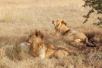 Lion in Nature , Africa 