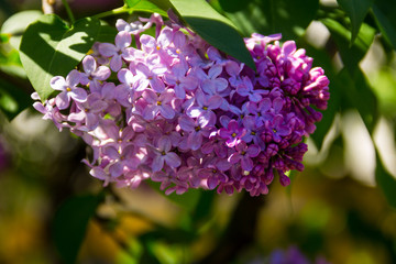 Fototapeta na wymiar Purple lilac flowers on a bush