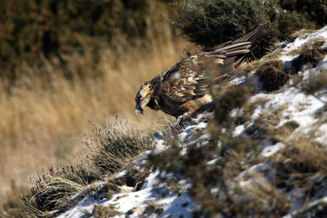 The bearded vulture (Gypaetus barbatus), also known as the lammergeier or ossifrage on the feeder. Subadult color scavenger on the rock.