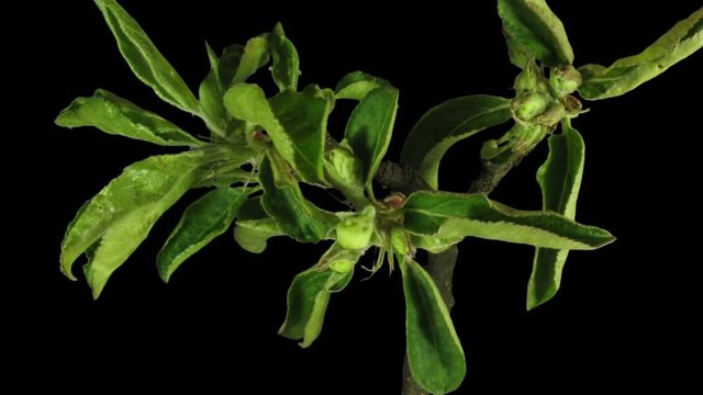 Time-lapse of blooming apple branch 6x3 in RGB + ALPHA  matte format isolated on black background
