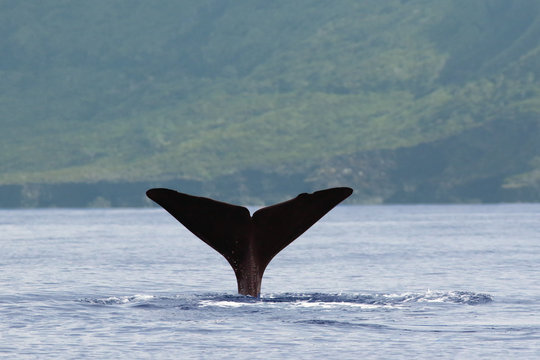 The sperm whale (Physeter macrocephalus) or cachalot, sperm whale tail