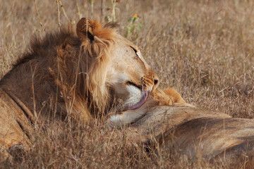 Lion in Nature , Africa 