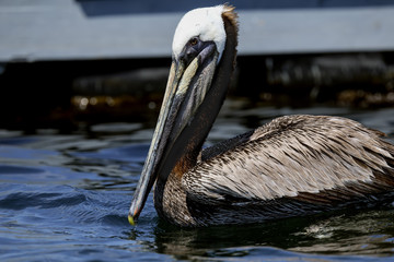Brown Pelicans
