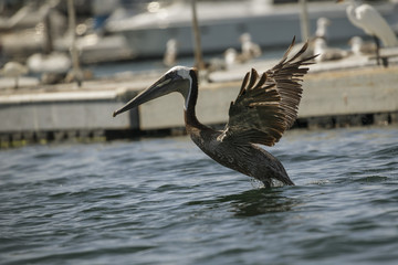 Brown Pelicans