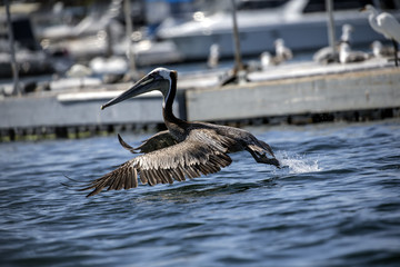 Brown Pelicans