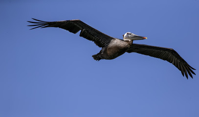 Obraz premium Brown Pelicans