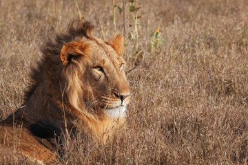 Obraz na płótnie Canvas Lion in Nature , Africa 